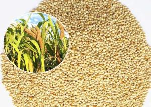 Wholesale Mini Size Bird Food For Small Birds , White Millet Seed Premium Quality from china suppliers