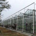 12m Span Gutter Connected Venlo Tempered Glass Greenhouse For Flowers 12x10
