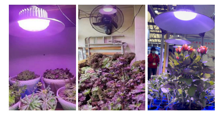 30000 Hour Working Lifetime 220v LED Grow Module for Greenhouse Fill Light Planting