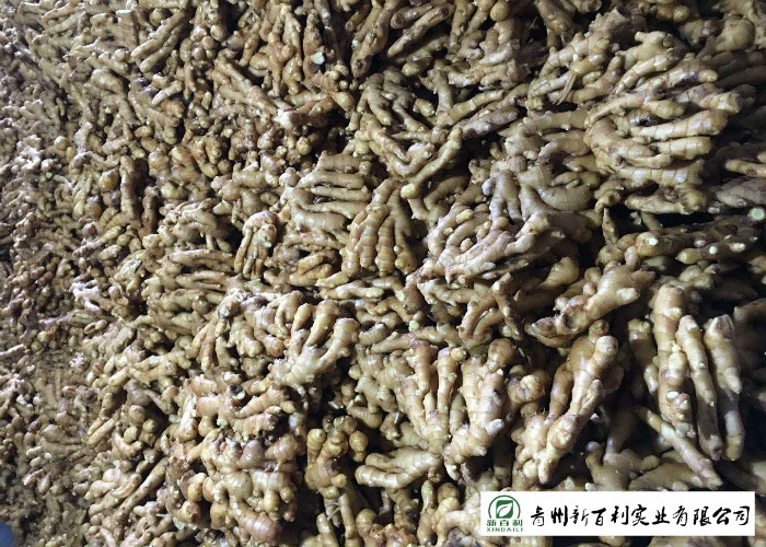 Own Bases Organic Fresh Ginger Storage Temperature 10 °C - 15 °C