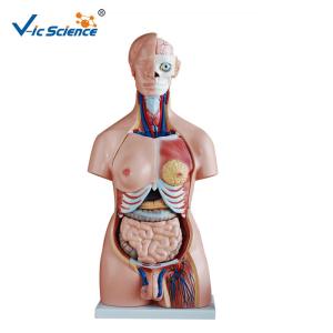 Wholesale Educational Medical ScienceHuman Torso Model 85cm Unisex Torso 40 Parts from china suppliers