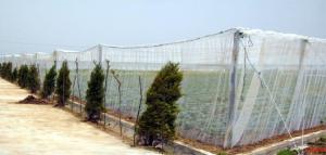 Wholesale Hdpe Insect Proof Net / Greenhouse Plastic Anti Insect Netting from china suppliers