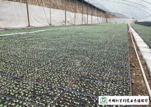 Wholesale Safety Chinese Green Cabbage Lower Cholesterol Levels Without Pollution from china suppliers