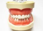 Resin Dental Study Models Histology , Non Toxic Orthodontic Teeth Model