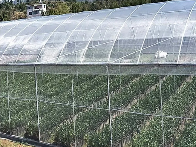 Green Color Uv Resistance Farm Insect Net 50 Mesh, Anti-Fungus Mosquito Net 18mesh