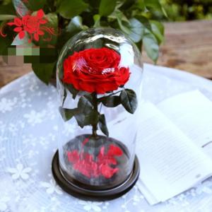 Wholesale Luxury rose large size preserved rose 10cm in big long glass dome Natural Fresh flower rose from china suppliers