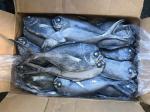 Fresh 500G-1000G Frozen Black Pomfret Fish For Restaurant