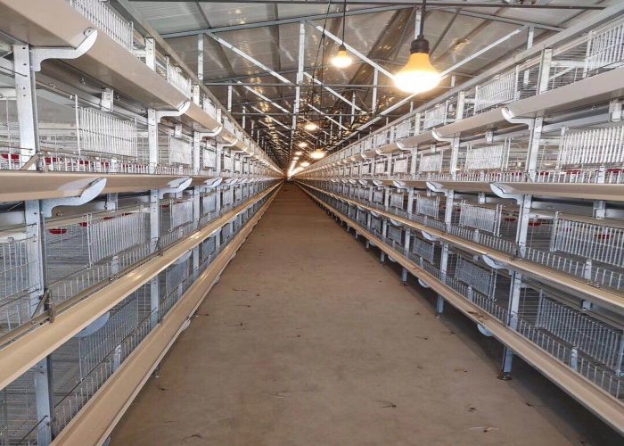 Smooth Surface Safe Baby Chick Cage Anti - Fatigue Long Service Life