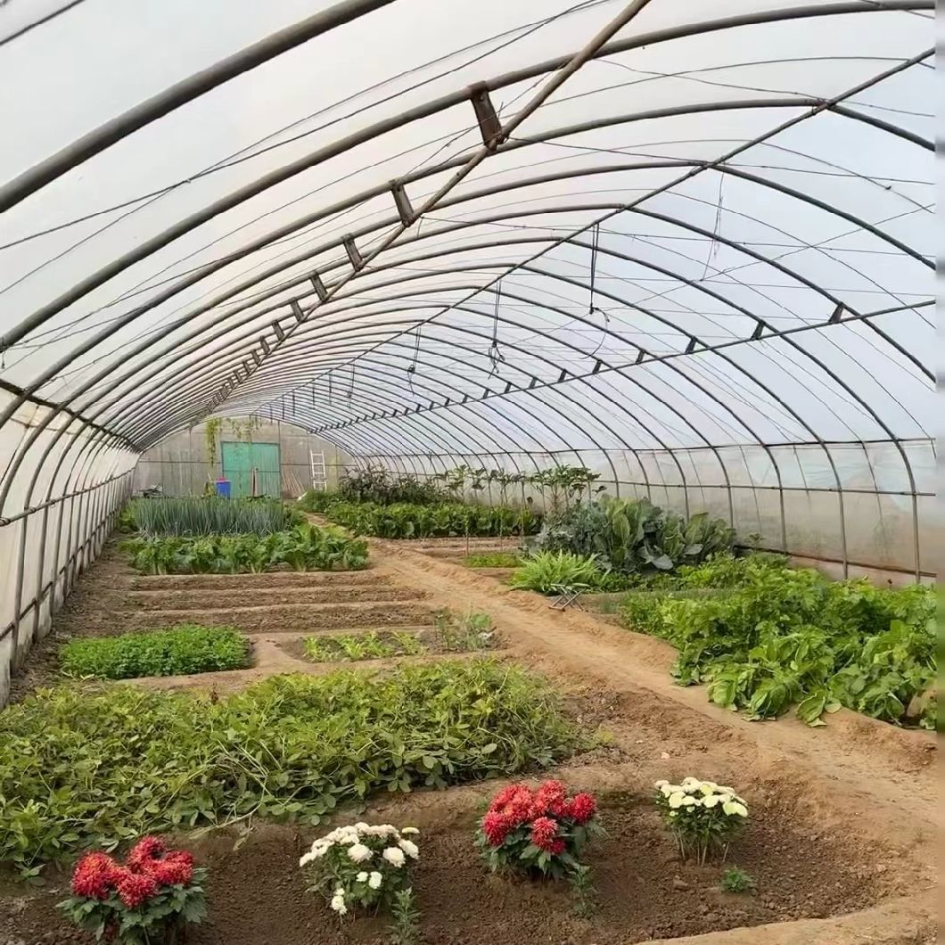 Single Arch Tunnel Greenhouse for Vegetable