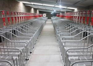 Wholesale 2.5mm Tube Piggery Farm Equipment Sow Pig Mating Hog Barn Supplies from china suppliers