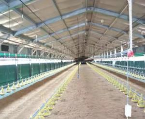 Wholesale Prefab Metal Structure Building Dairy Cow Shed Goat Farming House Light Steel Frame Horse Barn Steel Structure Poultry House from china suppliers