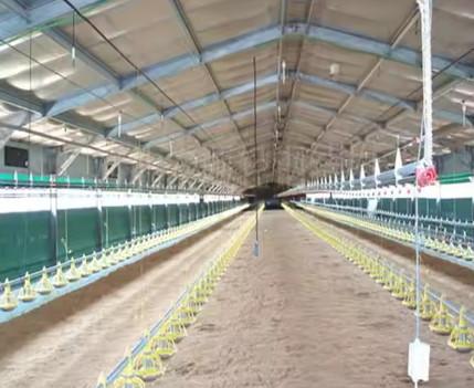 Prefab Metal Structure Building Dairy Cow Shed Goat Farming House Light Steel