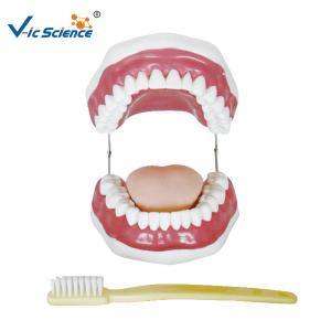 Wholesale Unbreakable Dental Study Models from china suppliers