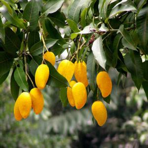 China African Mango Seeds Extract , a cure for overweight on sale