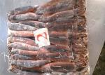 A Grade Whole Round 150g Fresh Frozen Squid With Omega 3