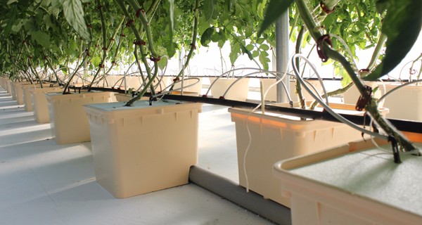 PP Hydroponic Tomato Growing Dutch Bucket System for Vegetables