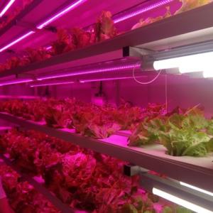 Wholesale Container Farming of Strawberries Made Simple with Multi-Span Agricultural Greenhouses from china suppliers