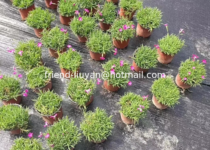 Soft 50cm Polypropylene Woven Ground Cover Membrane Black