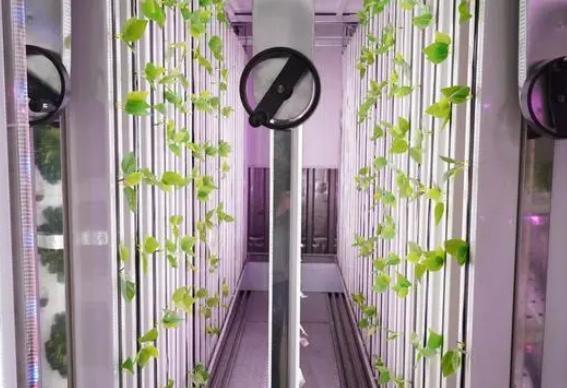 Shipping Container Greenhouse for Leafy Veggies
