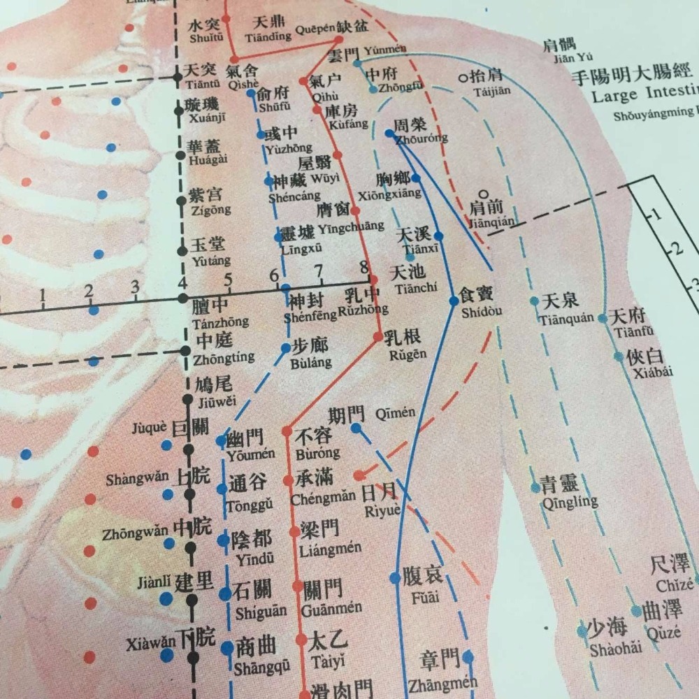 English Acupuncture Wall Chart 7PCS Per Set Human Acupuncture Chart