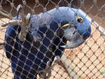 Stainless Steel Parrots Enclosure Mesh