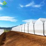 Film Covered Multi-span Tomato Greenhouse with Sawtooth Top Ventilation and