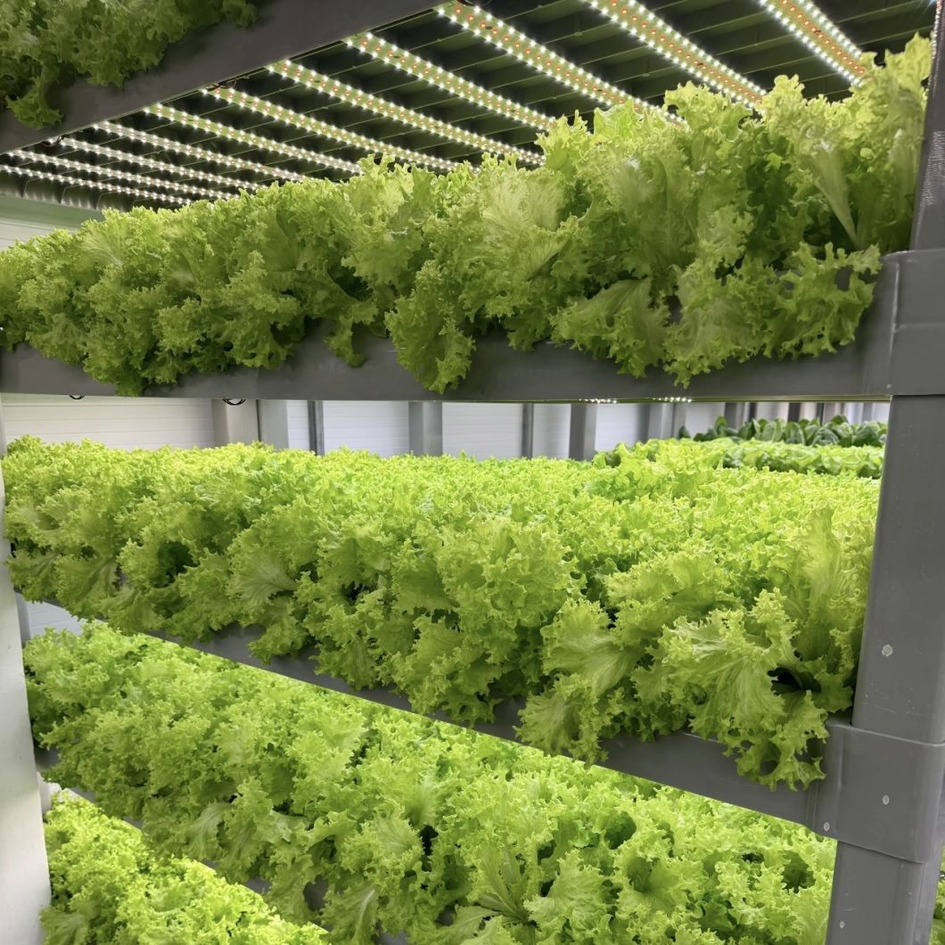 Container Greenhouse for Vegetable