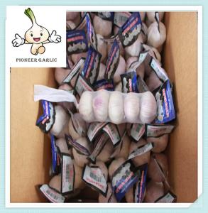 Wholesale Chinese Garlic Super Quality &amp; Price Super Normal White Garlic from china suppliers