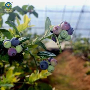 Wholesale 4 Seasons Agricutural Type Blueberry Greenhouse For Planting Single Layer from china suppliers