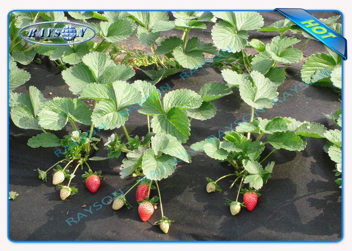 Biodegradable Heavy Duty Agricultrual Non Woven Cover In Black Color 1.5OZ 40gsm To 100gsm