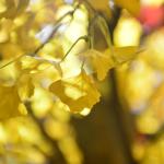 Nearly Natural Finished Artificial Ginkgo Tree 10 Foot Green Plant Plastic