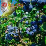 PP or HDPE Vegetable Garden Netting Bird Protection Netting with CE ISO