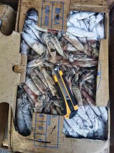 Wholesale Whole Round Good Color BQF Frozen Indian Squid 100g Down from china suppliers