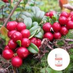 OEM ODM Lingonberry Seed Oil Carrier Oil Massage Use Health Care