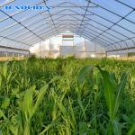 Single Span Tunnel Growing Agricultural Sun Master Plastic Film Greenhouse