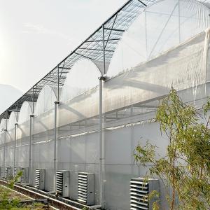 Wholesale Commercial Plastic Poly Tunnel Multi-span Galvanized Frame Berry Greenhouse from china suppliers