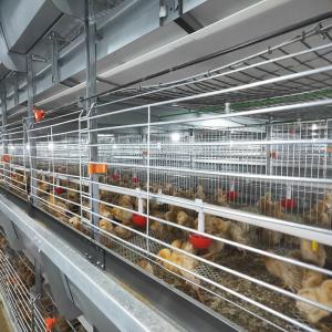 Wholesale 136 Birds/Set Chick Rearing Cage from china suppliers
