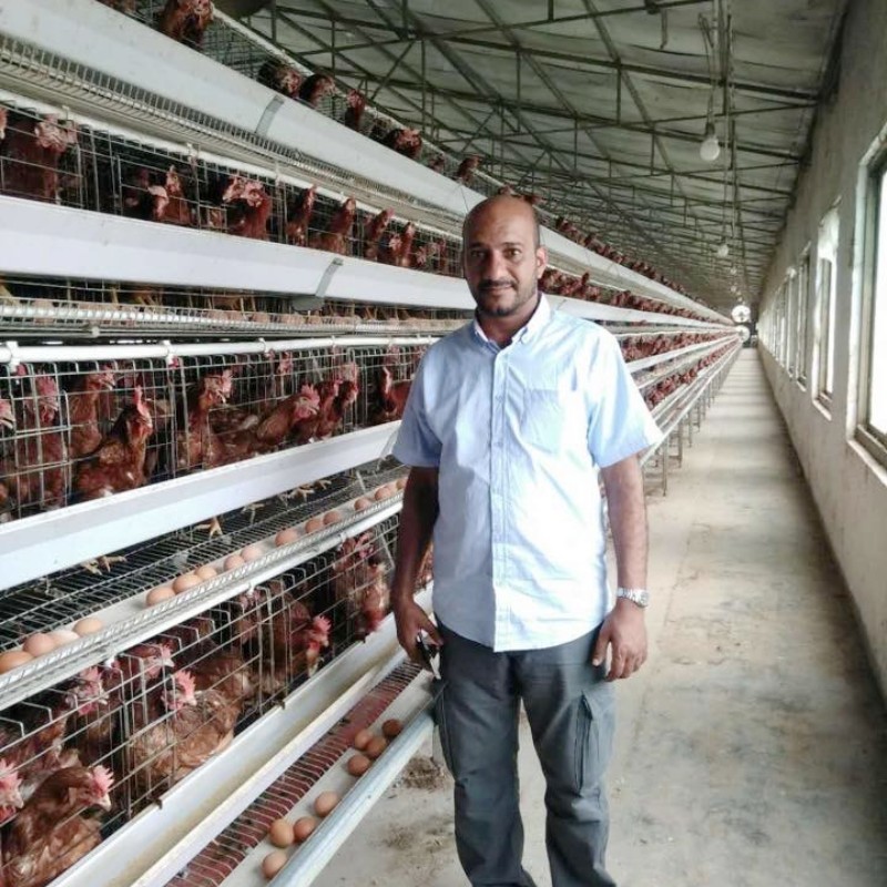 Automated Poultry Farm Layer Chicken Cage Equipment A Type With Feeding System