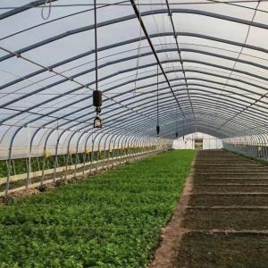 Wholesale JX-A0078 Large Film Solar Greenhouses Steel Structure Single Span Tunnel Greenhouse from china suppliers