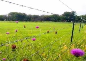 Wholesale 250m 500m Galvanized Barbed Wire Hot Dipped Zinc Coated Barbed Wire from china suppliers