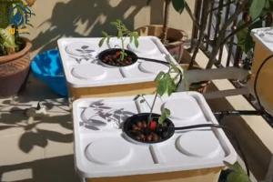 Wholesale Greenhouse PP Hydroponic Dutch Bucket System For Vine Tomatoes Planting from china suppliers