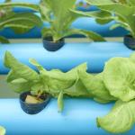 Double Layer Commercial Film Greenhouse System for Humidity Management in