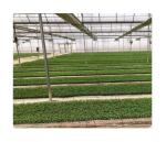120 50 Wellseedling Tray Eps200 Well Seedling Nursery Tray In Electronics