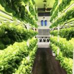 Hydroponic Cultivation Greenhouse for Leafy Vegetables Cultivation Method