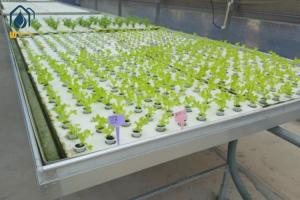 Wholesale Flood Water Drain Grow Ebb And Flow Rolling Benches ABS Tray Hydroponic Planting Equipment from china suppliers