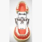 Resin Dental Study Models Histology , Non Toxic Orthodontic Teeth Model