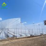 Film Covered Multi-span Tomato Greenhouse with Sawtooth Top Ventilation and