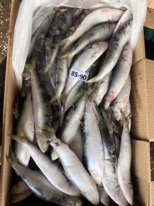 Wholesale BQF / IQF Frozen Sardine Fish , 70/80pcs 80/90pcs Fresh Frozen Seafood from china suppliers