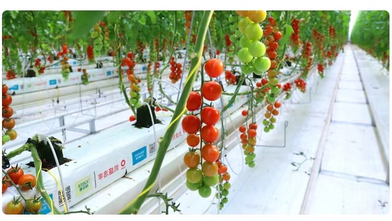 Superior Strength 7200D 9000D Tomato Tying Twine With Plant Climbing Hooks