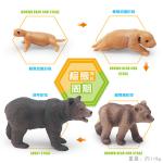 Brown Bear Life Cycle Figure Model Toy For Boys Girls Kids